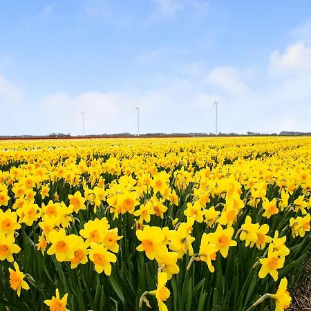 Park Westerweide 8 Casa de Férias