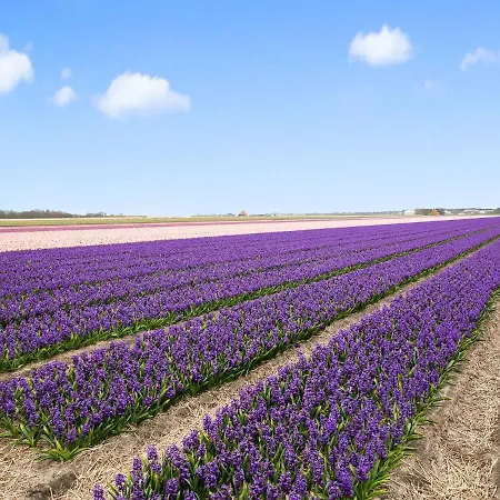 Dom wakacyjny Park Westerweide 8